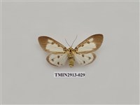 藏品(夜蛾7)的圖片